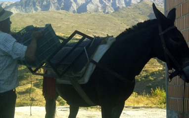 Antonio con el mulo Pancho (ya fallecido)