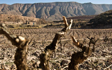 Viñedos y al fondo la Sierra de la Demanda