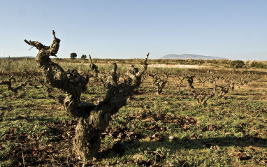 Viñedos de Vinícola Real