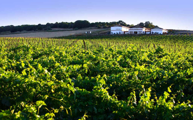 Viñedos y bodega al fondo 