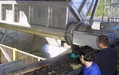 Recepción de la uva en bodega