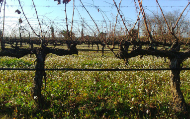 Viñedo ecológico