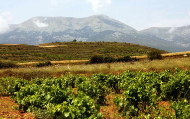 Paisaje y, al fondo, el Moncayo 