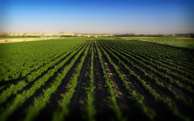 Panorámica de los viñedos de la familia Chivite