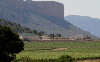 Panorámica de los viñedos