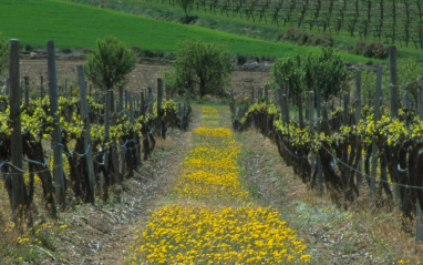 Viñedo en primavera