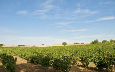 Una muestra de los viñedos de la bodega