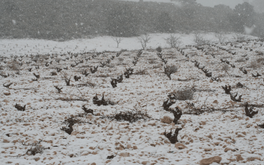 Viñedo nevado