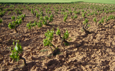 Uno de los 27 pagos con los que cuenta la bodega