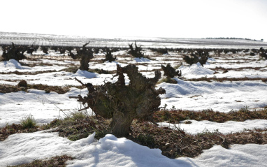 Viñas con nieve