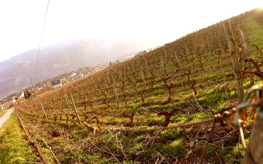 Valdesil cuenta con los viñedos de Godello más antiguos de España