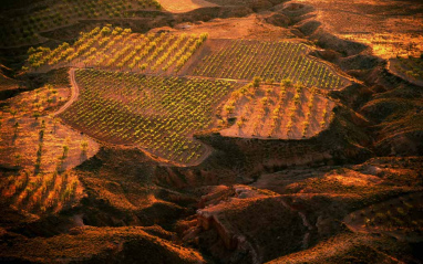 Panorámica viñedos