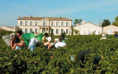 Vendimia en Château Branaire Ducru