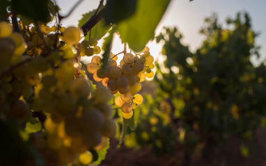 Uvas con las que se elabora el blanco Aire