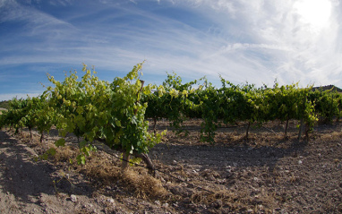 Viñedo en Quintanilla de Arriba