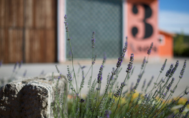 Lavanda