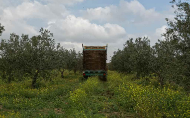 Olivar con cubierta vegetal