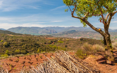 Paisaje de viñedos