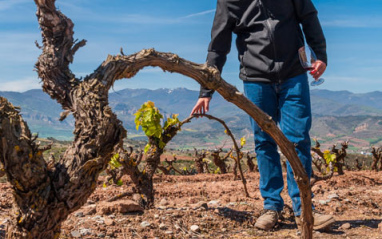 Trabajando el viñedo