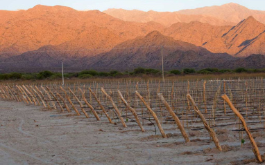 Viñedo de Amalaya