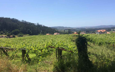 Vista en altura del viñedo Anadigna