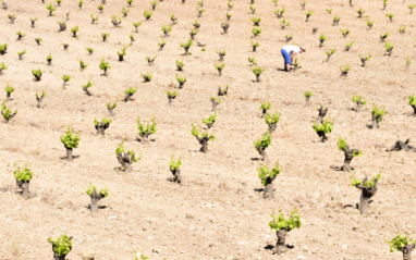 Viñas en mayo