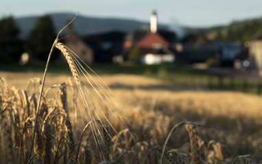 The Balvenie y sus campos de cebada