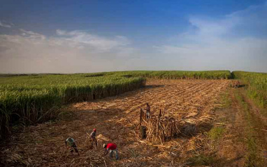 Ingenio de caña de azúcar