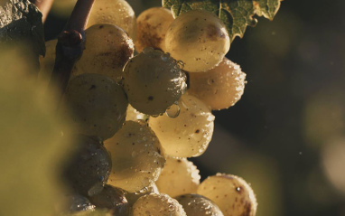 Uvas utilizadas para elaborar el Champagne