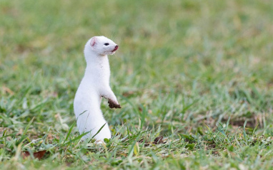 El armiño blanco