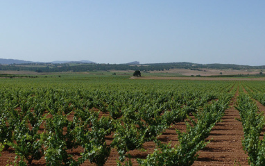 Panorámica de viñedos