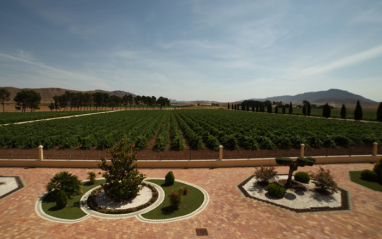 Viñedos desde la bodega Bleda