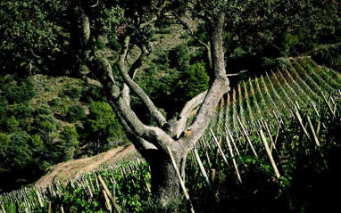 Detalle de los suelos de la zona