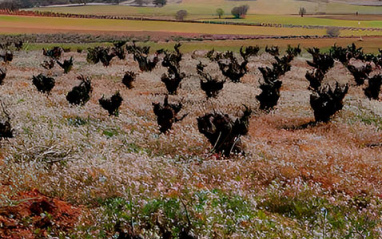 Viñas podadas