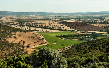 Vista panorámica de los viñedos