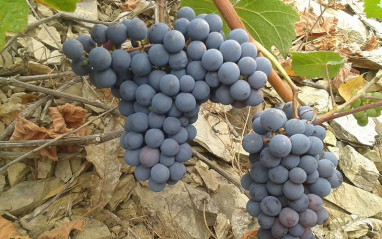 Uvas tintas