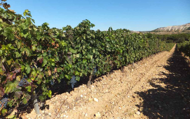 Camino entre viñedos