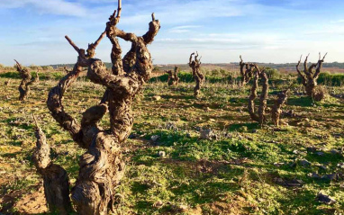 Viñedo de cepas centenarias en Utiel Requena