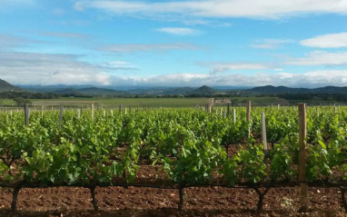 Viñedos de Barton & Guestier