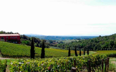 Viñedo de Caiarossa desde un alto