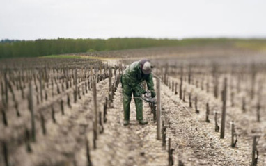 Viñedos en invierno