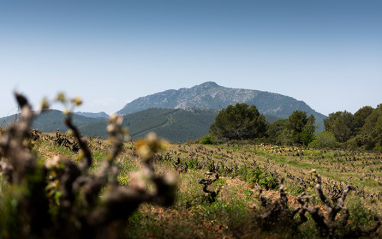 Viñedo en flor