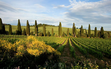 Viñedos plantados con Sangiovese