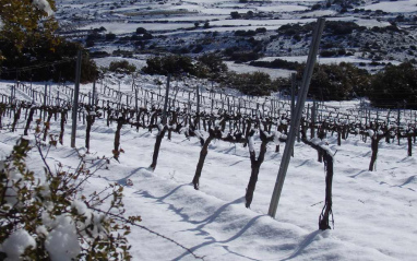 Viñedo nevado