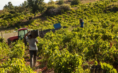 Viñedo en Valtuille de Abajo