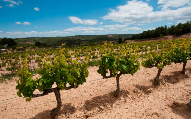 Viñedos en Terra Alta