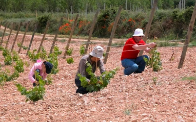 Trabajos en viñedo