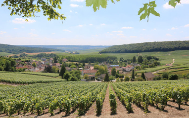 Panorámica de los viñedos de Faniel & Fils