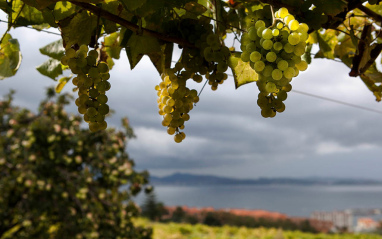 Viñas emparradas en el Salnés