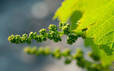 Uvas comenzando a brotar